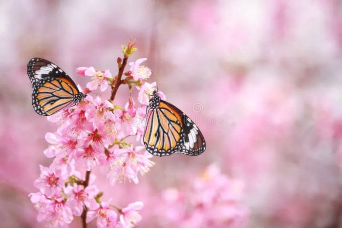 Kemenangan di Antara Bunga-bunga Mekar di Butterfly Blossom